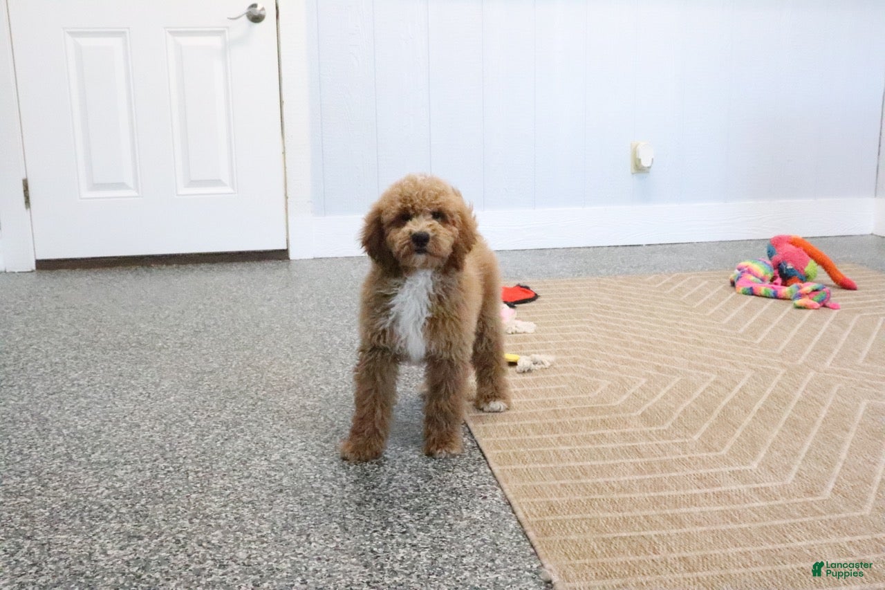 Mini Goldendoodle dogs Skye - Ad 2