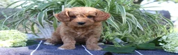 Mini Goldendoodle dogs for sale: Smoothie - Ad 3