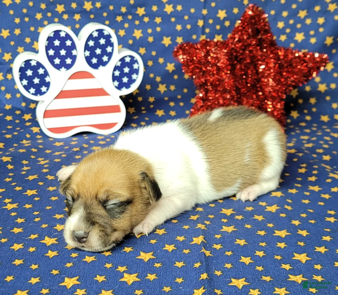 Jack Russell Terrier dogs for sale: CKC "Riggs" *Delivery Available* - Ad 1
