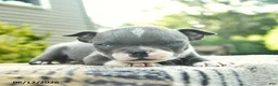 Boston Terrier dogs for sale: Bentley - Ad 3