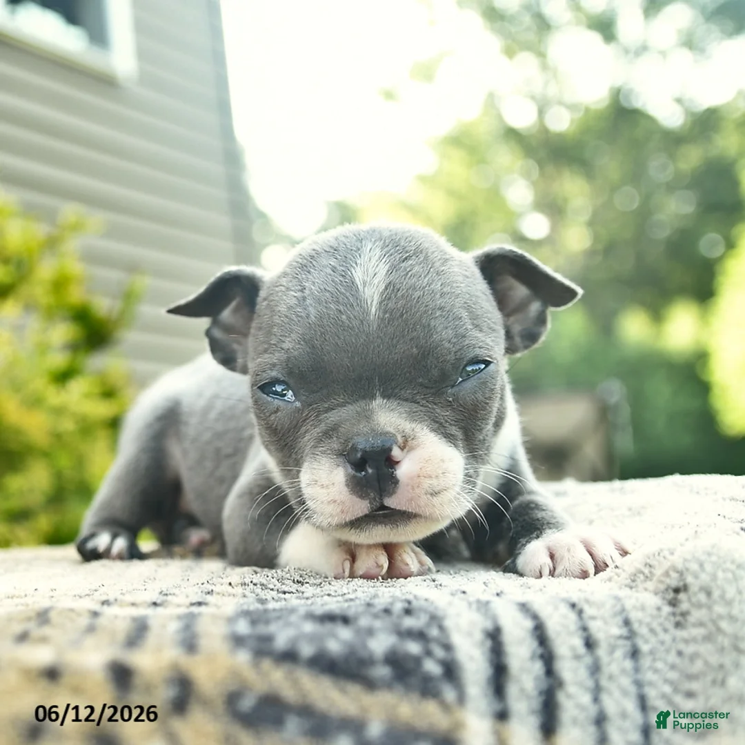 Boston Terrier dogs for sale: Bentley - Ad 3
