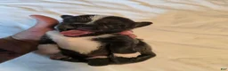 Chihuahua dogs for sale: Jazz - Ad 5