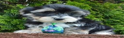 Yorkiepoo dogs for sale: Walter - Ad 9