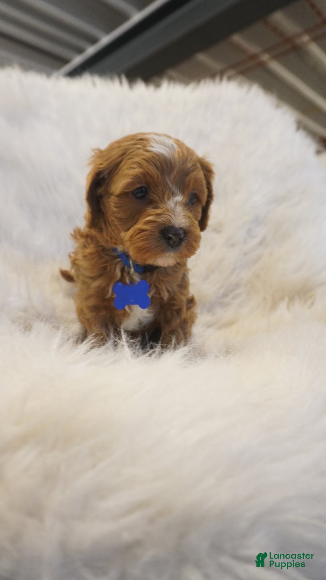 Cavapoo dogs for sale: Icey  - Ad 7