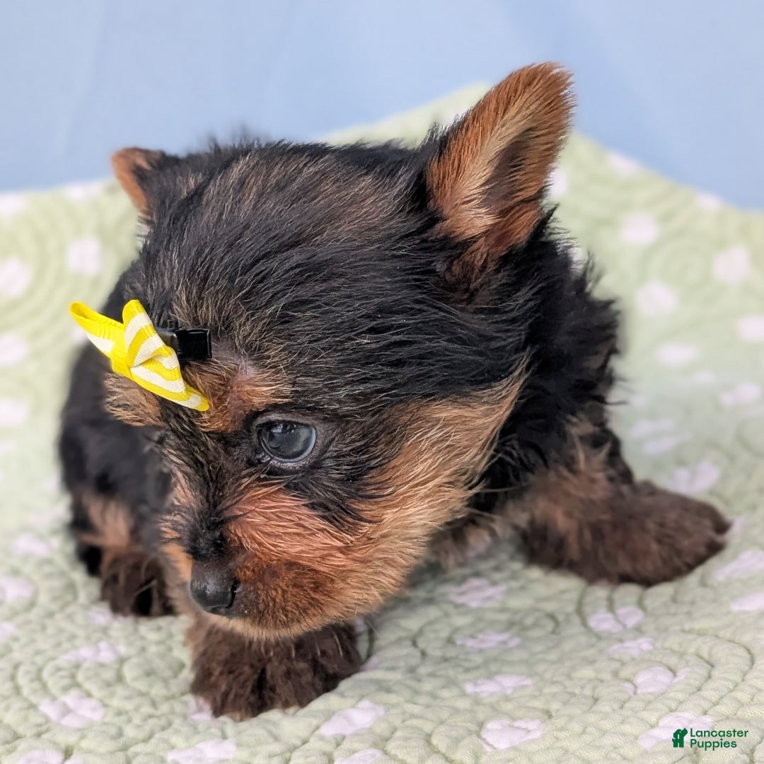 Yorkshire Terrier dogs for sale: Spritz - Ad 6