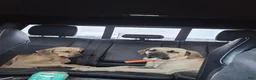 Black Mouth Cur dogs for sale: Black Mouth Cur - Ad 12