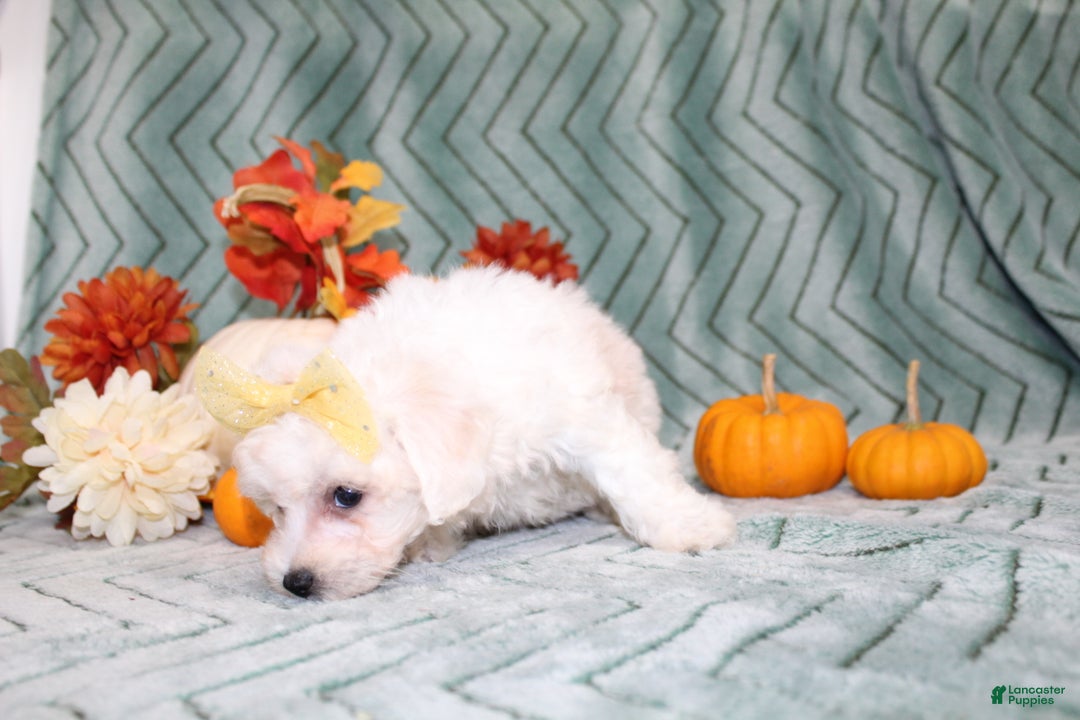 Bichon Frise dogs for sale: Mums - Ad 2