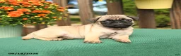 Pug dogs for sale: Marty - Ad 4