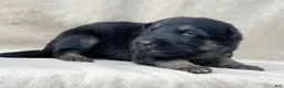 German Shepherd dogs for sale: Shadow - Ad 11