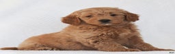 Mini Goldendoodle dogs for sale: Ruth - Ad 2