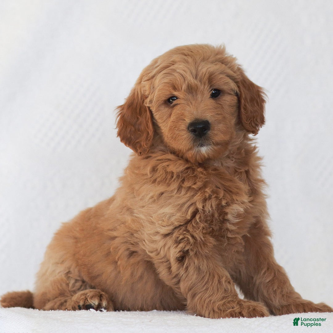 Mini Goldendoodle dogs for sale: Ruth - Ad 2