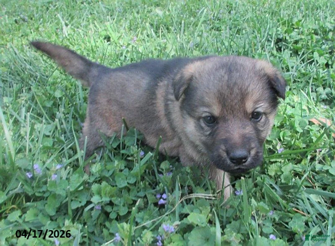 German Shepherd dogs for sale: Lucy - Ad 1