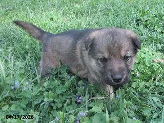 German Shepherd dogs for sale: Lucy - Ad 2