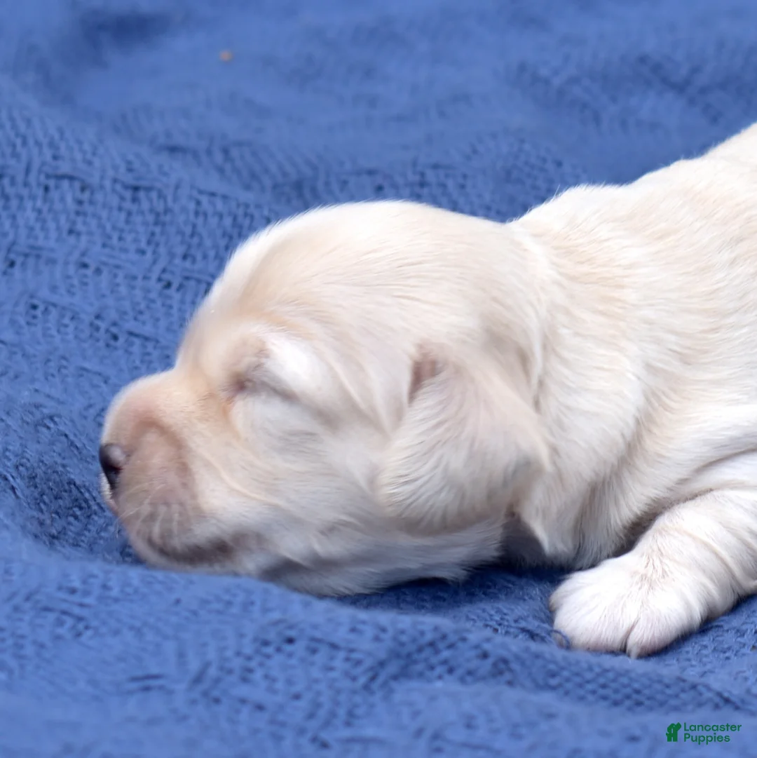Miniature Dachshund dogs for sale: Timber - Ad 2