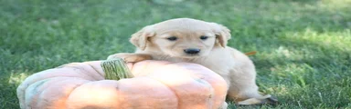 Rugar, Golden Retriever 5