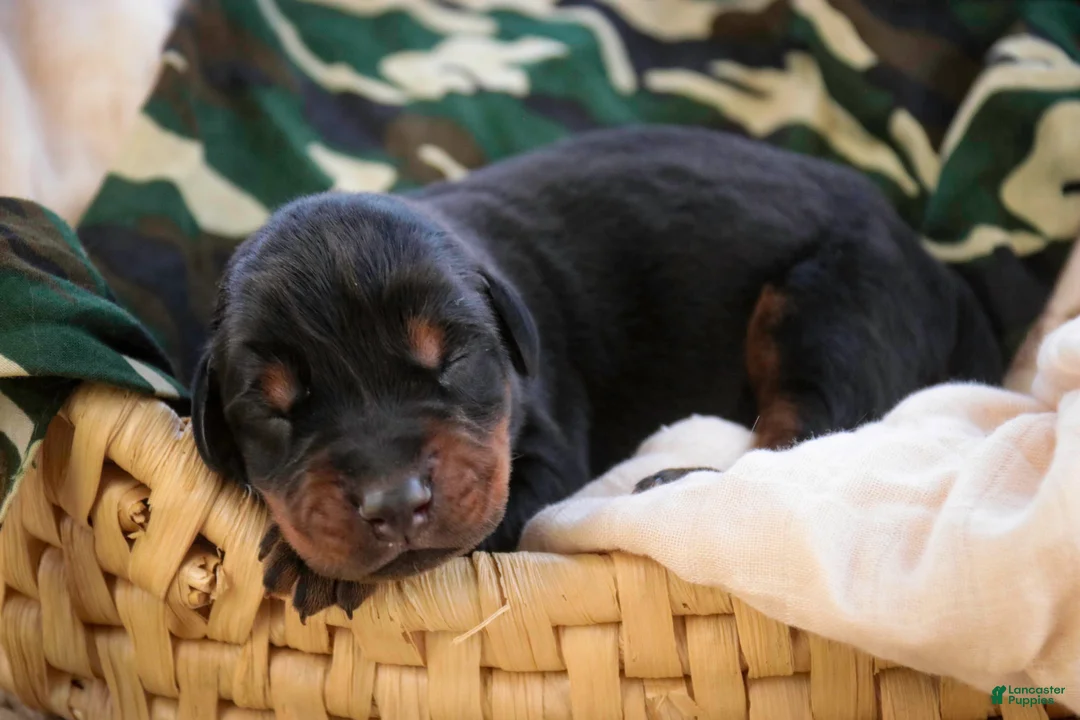 Doberman Pinscher dogs for sale: Cedric - Ad 1