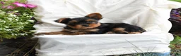 Yorkshire Terrier dogs for sale: Mocha - Ad 3