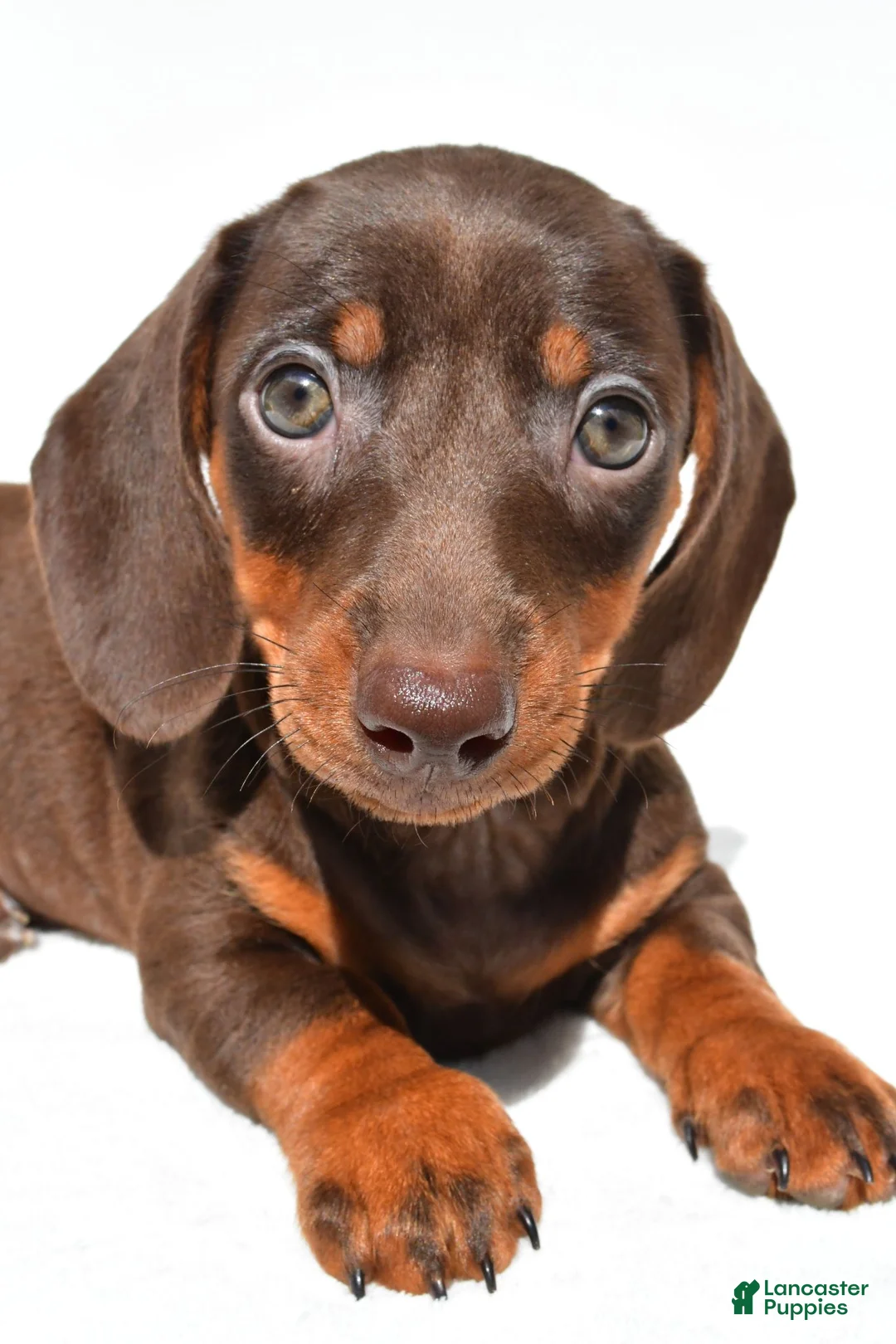 Dachshund dogs for sale: Indie - Ad 9