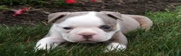 Olde English Bulldogge dogs for sale: Maggie - Ad 4