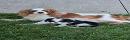 Cavalier King Charles Spaniel dogs for sale: Charles - Ad 4
