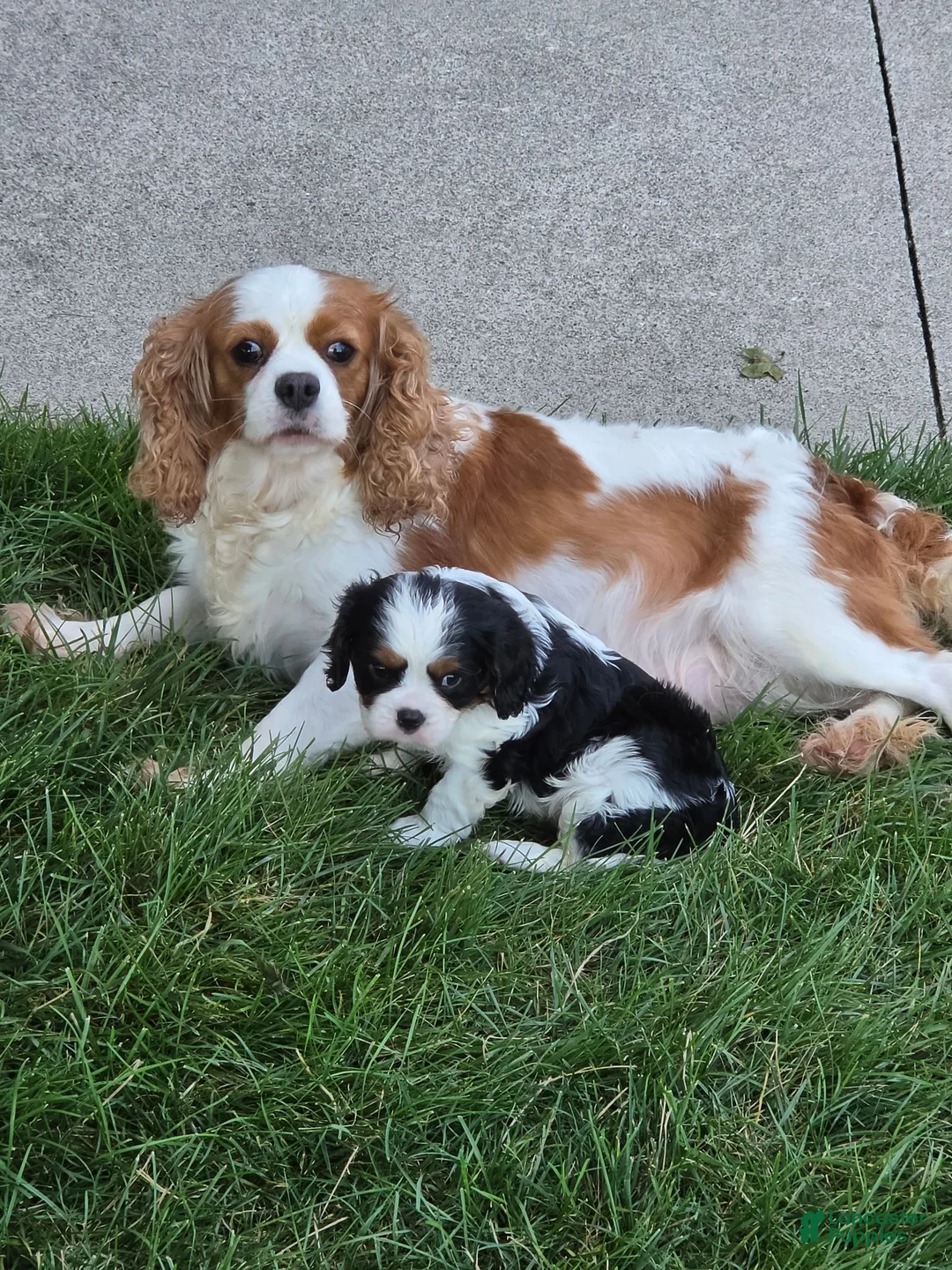 Cavalier King Charles Spaniel dogs for sale: Charles - Ad 4