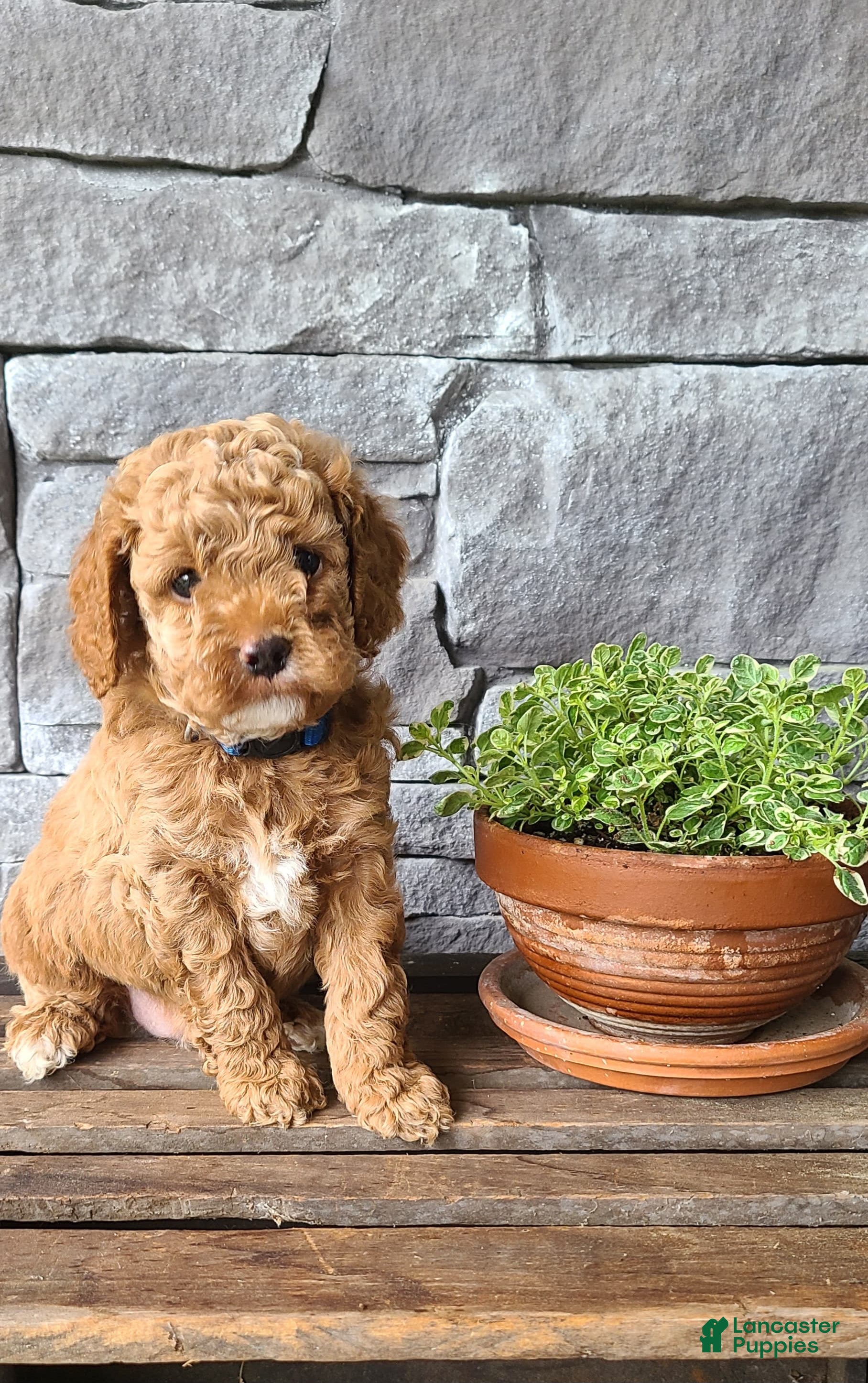 Cockapoo dogs for sale: Rex - Ad 4