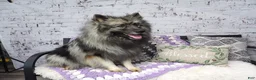 Keeshond dogs for sale: Titus - Ad 8