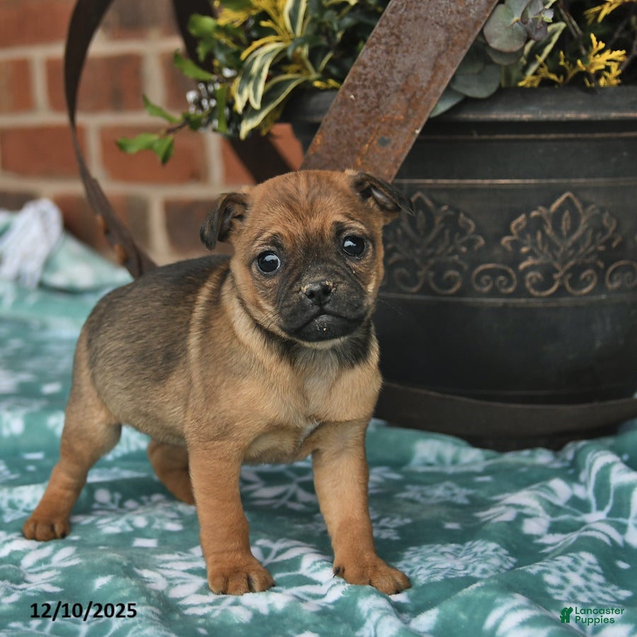 Jug dogs Twinkle  - Ad 10