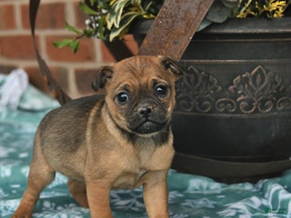 Jug dogs Twinkle - Ad 26