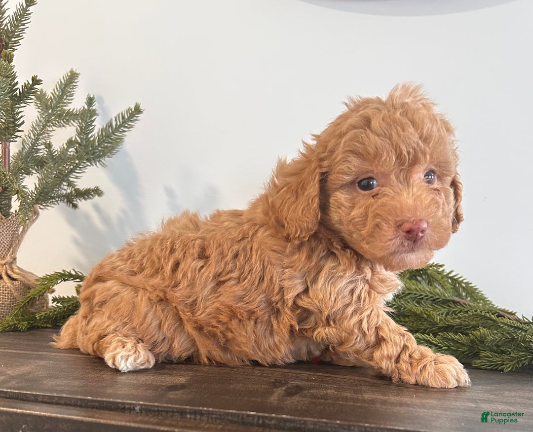 Toy Poodle dogs for sale: Angel - Ad 3