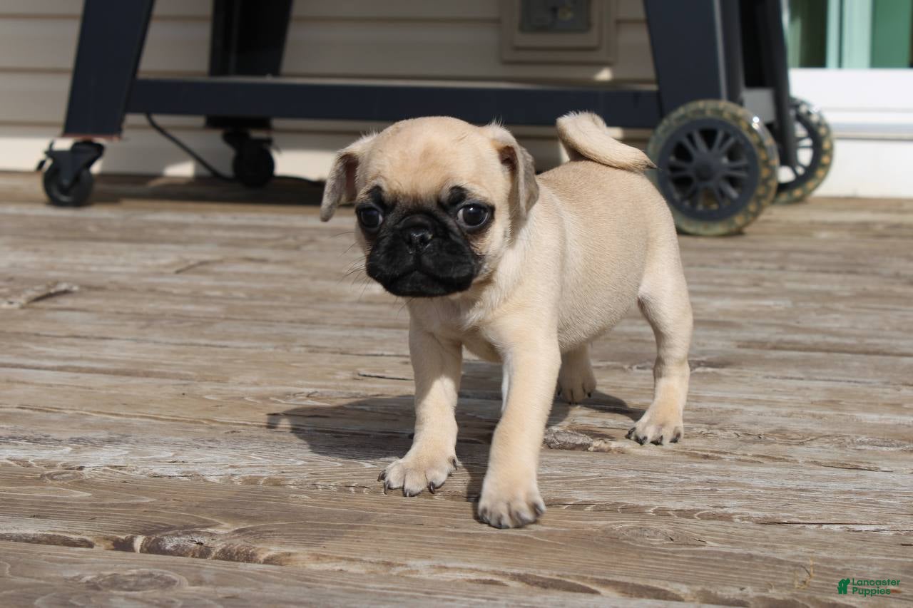 Pug dogs Leo - Ad 9