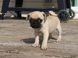 Pug dogs Leo - Ad 9