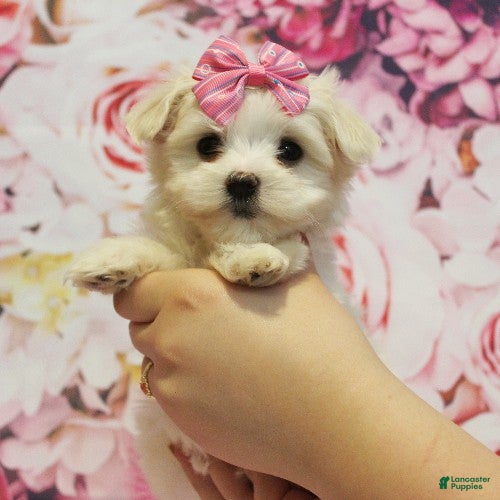 Maltese dogs Brooke - Ad 2