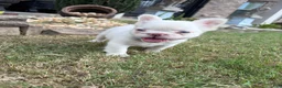 French Bulldog dogs for sale: CottonBall - Ad 12