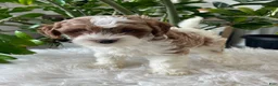 Cavapoo dogs for sale: Demi  - Ad 6