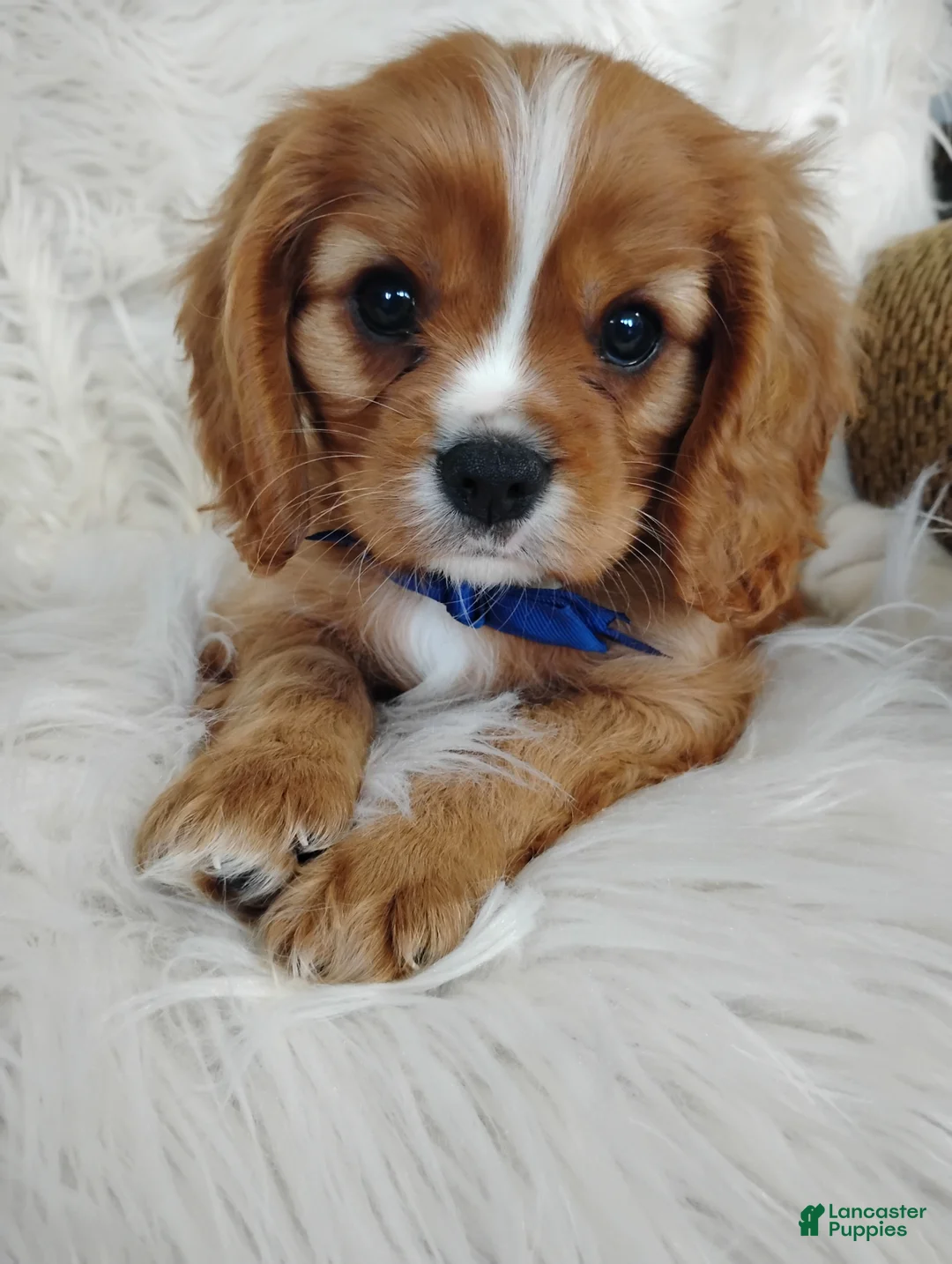 Cavalier King Charles Spaniel dogs for sale: Dallas - Ad 1