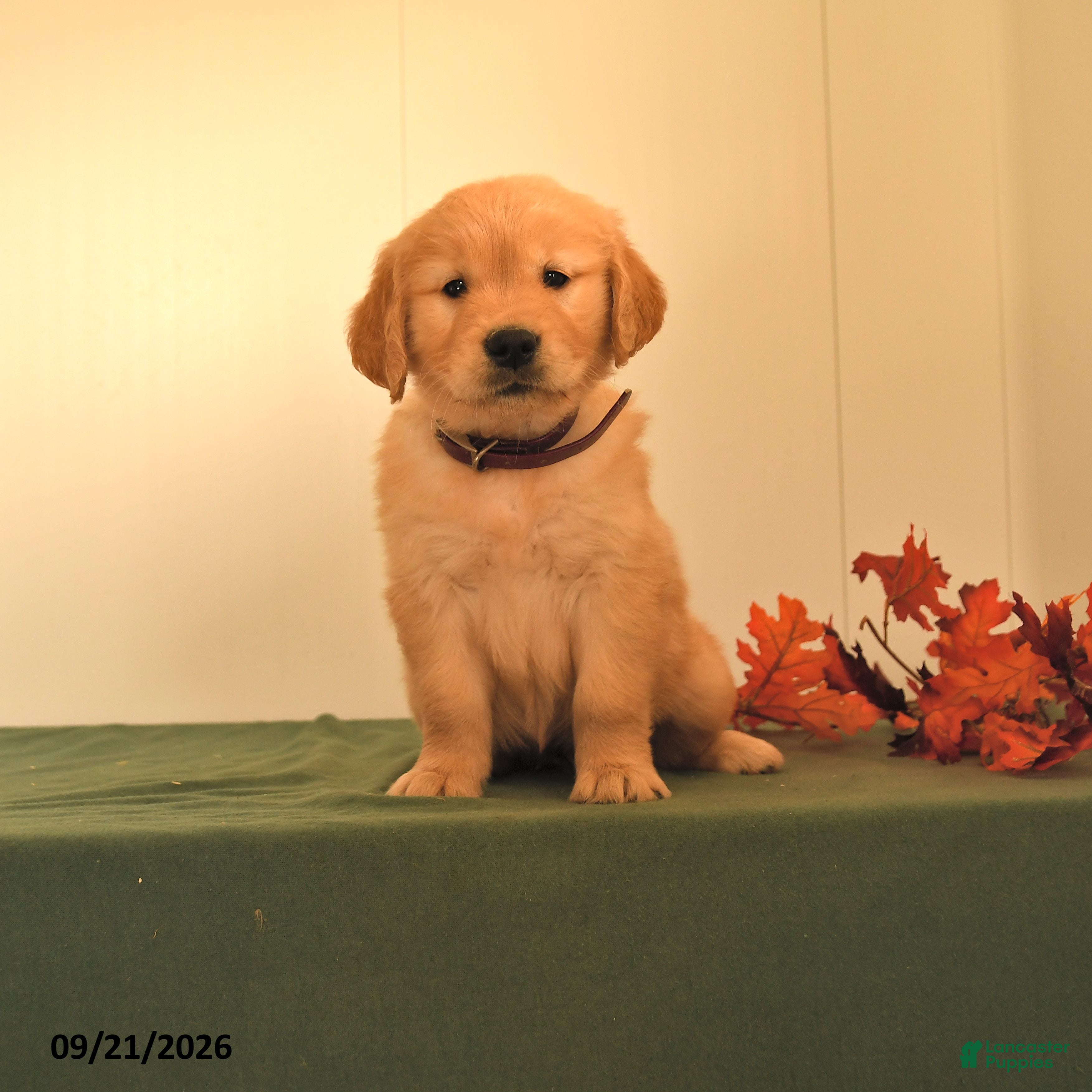 Golden Retriever dogs Darla - Ad 1