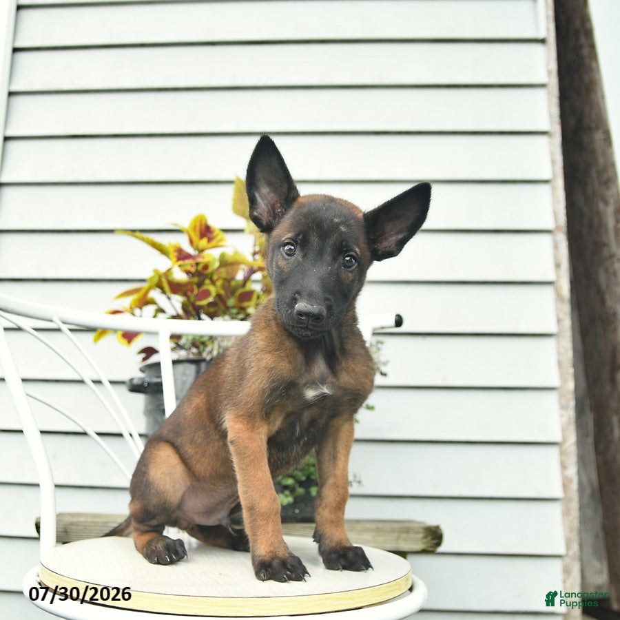 Belgian Malinois dogs Hawkeye  - Ad 1