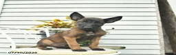 Belgian Malinois dogs for sale: Hawkeye  - Ad 1