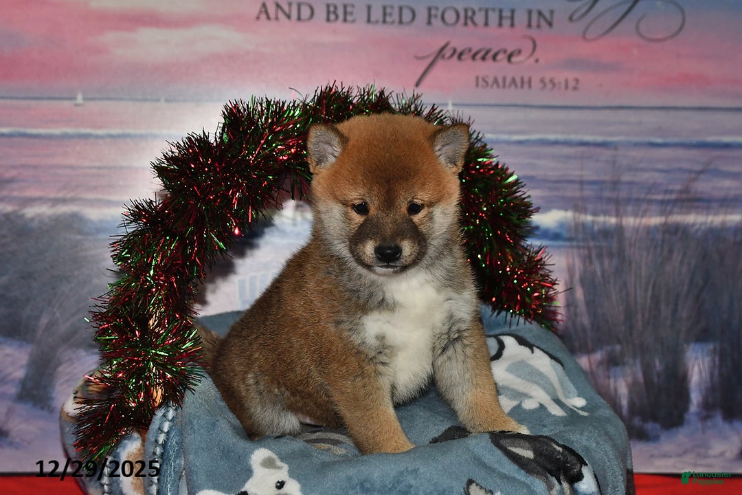 Shiba Inu dogs for sale: Sparky - Ad 4
