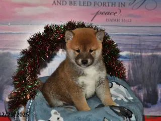 Shiba Inu dogs Sparky - Ad 7