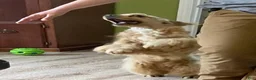 Cockapoo dogs for sale: Caprice - Ad 18