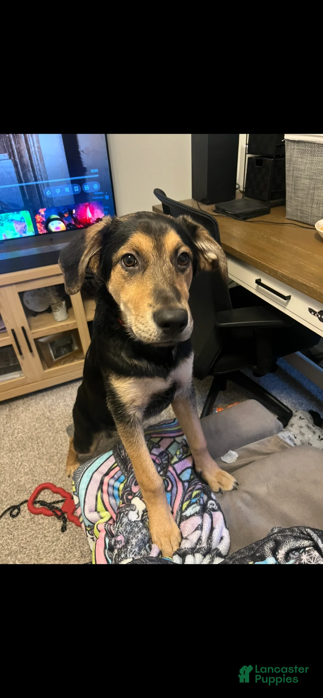 Mixed Breed dogs for sale: Mixed Breed Puppy 1 - Ad 2