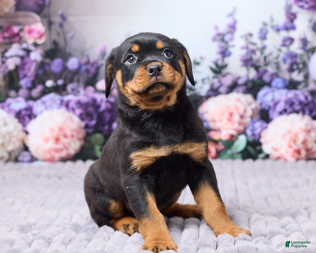 Rottweiler dogs Jackson - Ad 1