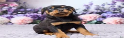 Rottweiler dogs for sale: Jackson - Ad 1