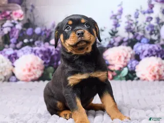 Rottweiler dogs for sale: Jackson - Ad 3