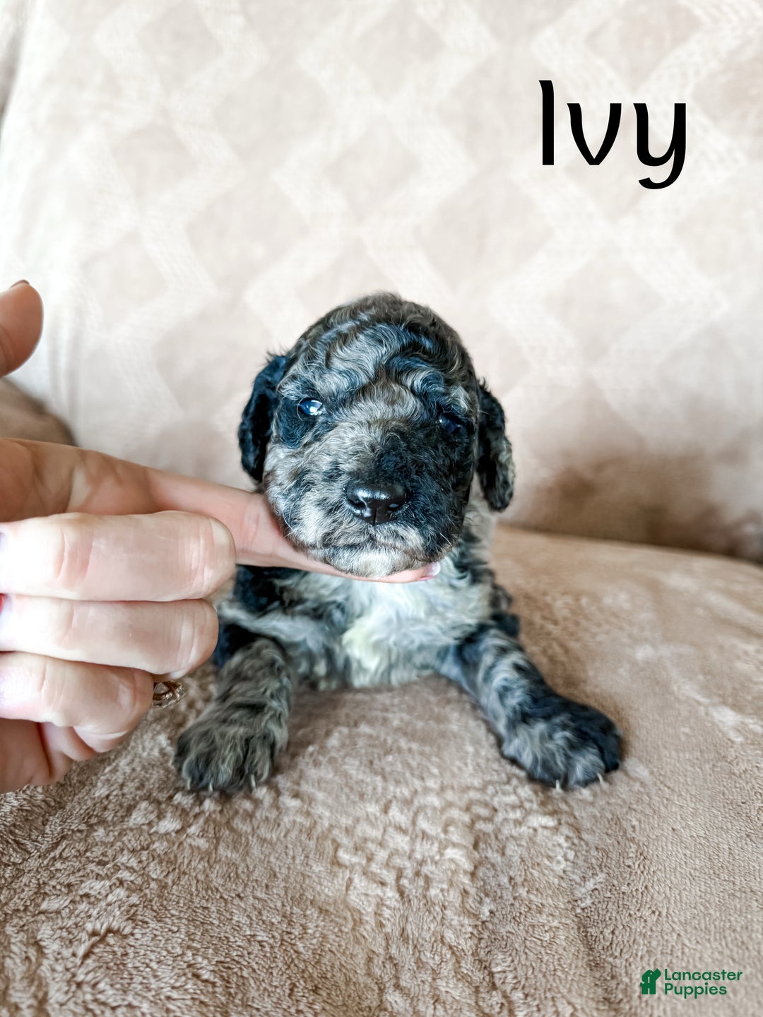 Goldendoodle dogs for sale: Ivy - Ad 2