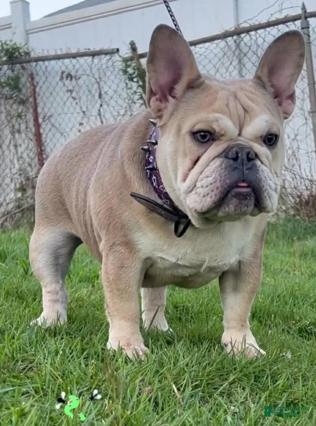French Bulldog dogs for sale: French Bulldog Puppy 5 - Ad 2