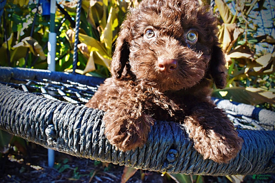 Havapoo dogs for sale: Izzy - Ad 2