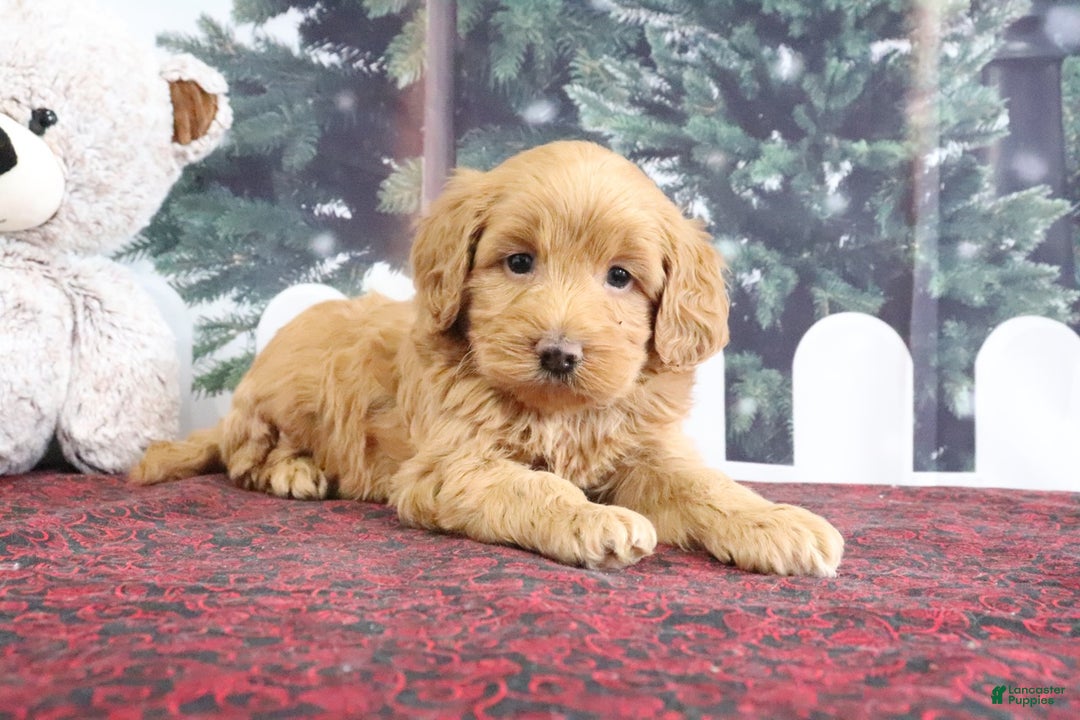 Mini Goldendoodle dogs for sale: Leo - Ad 3